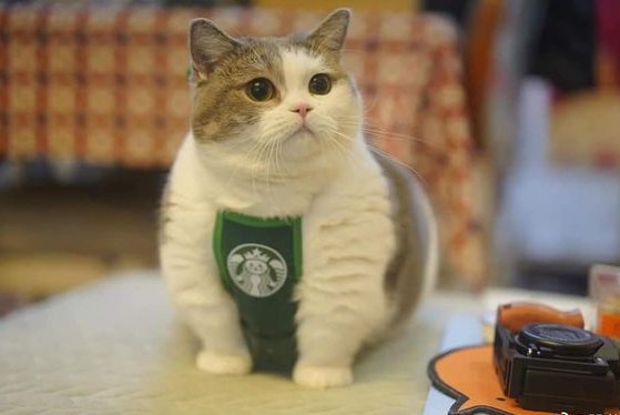 Starbucks cat tweet media