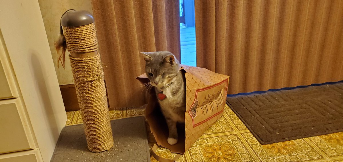 SwifferKitty's tweet photo. #BagKitty #BagBehavior #BagMood #BagExperience #CatsOfTwitter #CatsOnTwitter #CuteCats Just taking a picture of Swiffer Duster in his bag just now. https://t.co/VuZIZKfa9Z