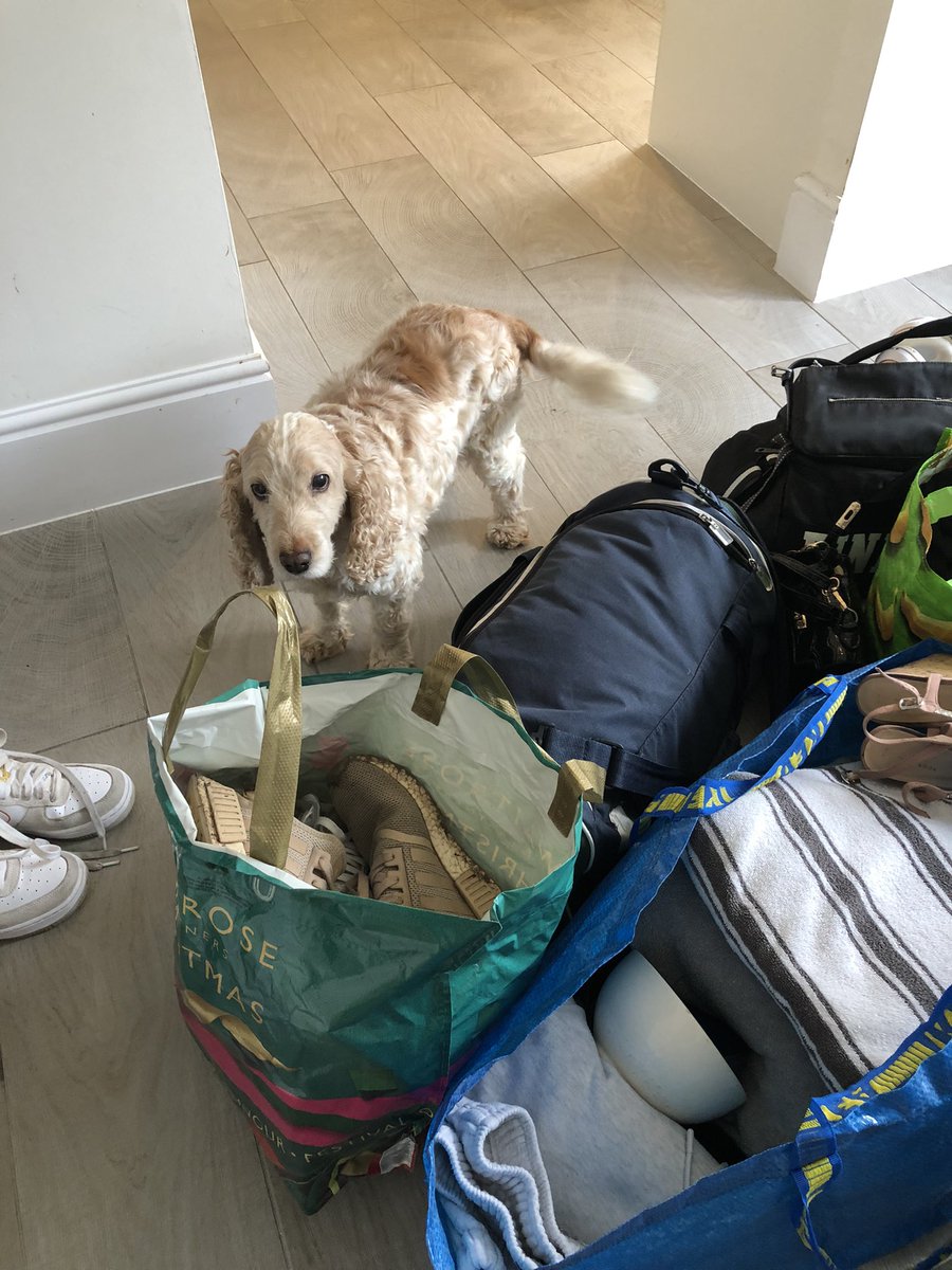 CarolineVinso's tweet photo. Packed up ready for the Lent term @TrentUni One excited student, one sad spaniel! https://t.co/pxolCOQ1m6