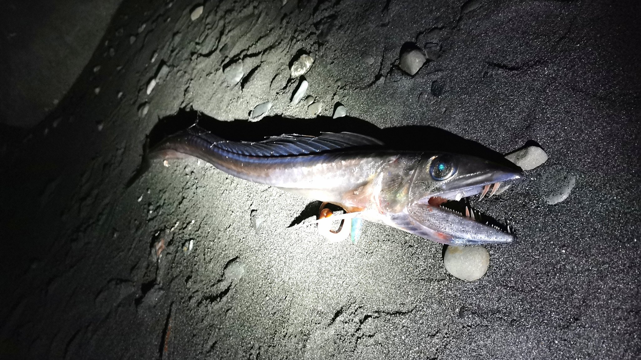 Ryuさん Ryusan Fish Twitter