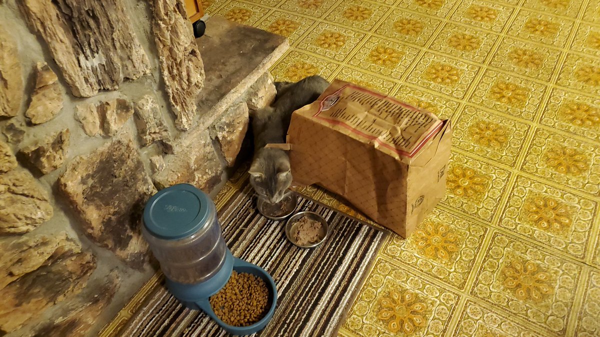 SwifferKitty's tweet photo. #BagKitty #CatsOfTwitter https://t.co/j04R8rLXyN