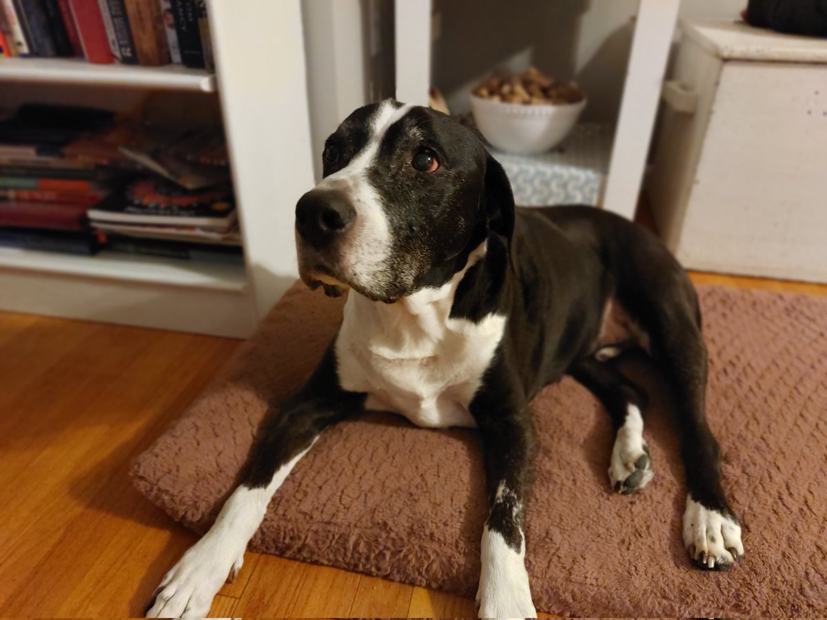 HenryBonesJones's tweet photo. Still can't believe he's 15. ❤. 
#seniordogs @dog_rates https://t.co/4NDAv6aRUp