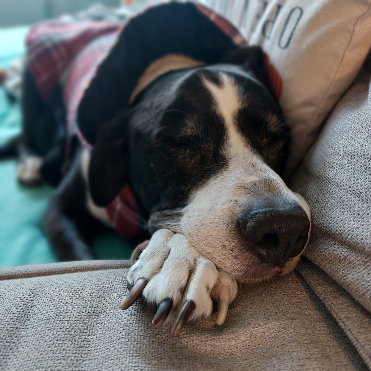 HenryBonesJones's tweet photo. Still can't believe he's 15. ❤. 
#seniordogs @dog_rates https://t.co/4NDAv6aRUp