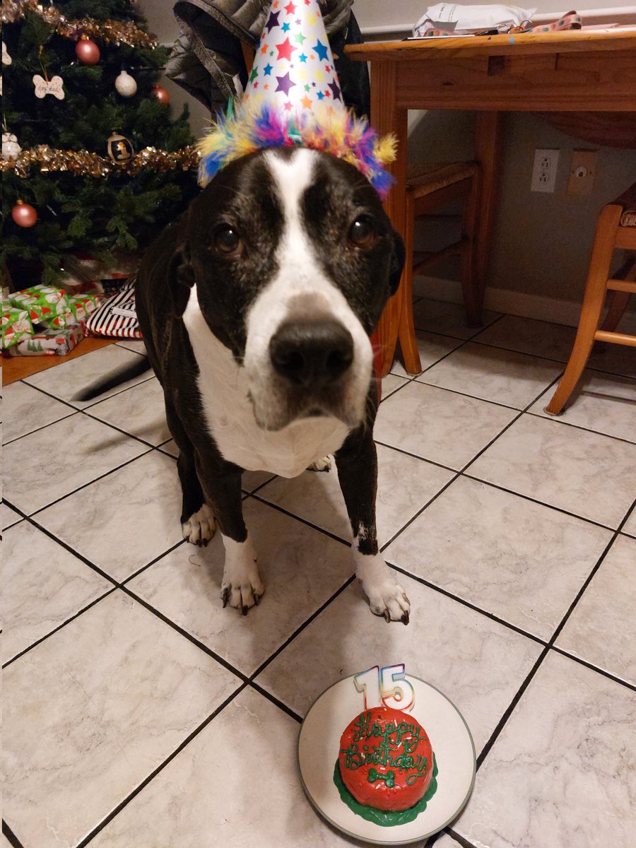 HenryBonesJones's tweet photo. Still can't believe he's 15. ❤. 
#seniordogs @dog_rates https://t.co/4NDAv6aRUp