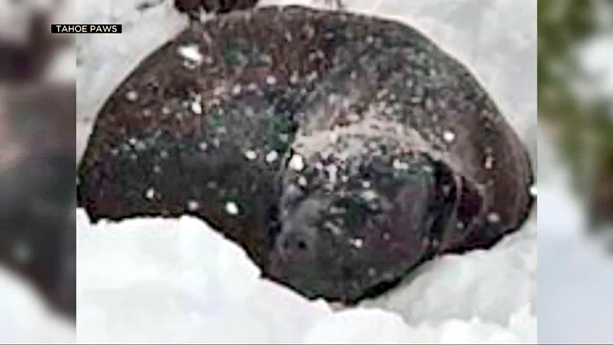 KOLOTimko's tweet photo. A dog lost near Lake Tahoe during the #CaldorFire was found in the snow and rescued.
https://t.co/0fuxrT3S0w https://t.co/oTLscpuiTl