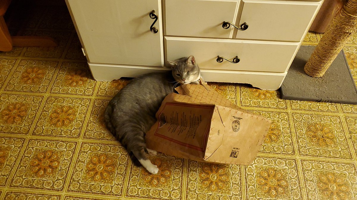 SwifferKitty's tweet photo. #BagKitty #BagMood #BagBehaviour #CatsofTwitter Whatever Swiffer πΉ https://t.co/BIwdf2Rhco