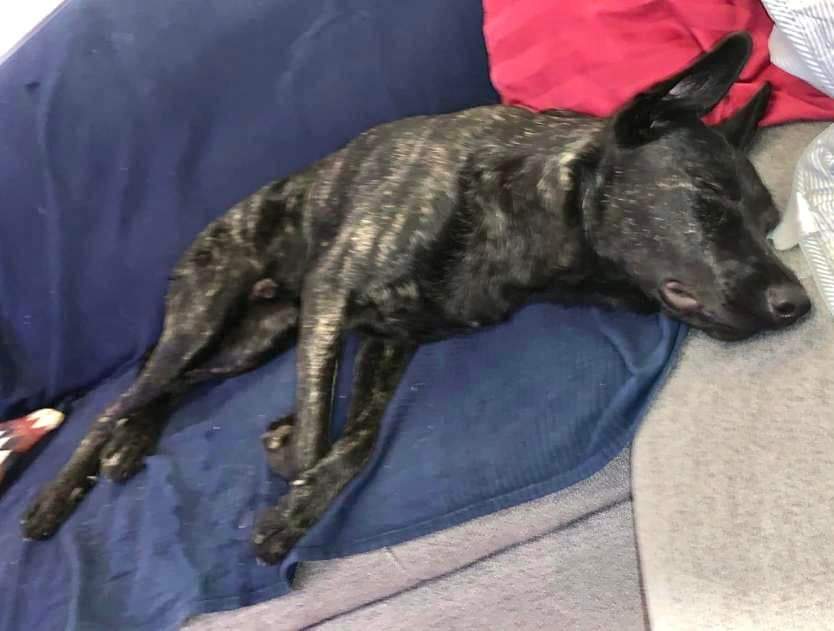 BardinosS's tweet photo. 🆘 #perdu "Bruno" chien bringé brun-noir 
🔸 à LA #SARRAZ (VD), en forêt vers la Tine de Conflens
📅 le 09/01/22 vers 9h45
🏠 domicile habituel à Lausanne (VD) a été vu au petit parking près des cascades
 • farouche, ne se laisse pas facilement approcher https://t.co/oMLxGyNsfQ https://t.co/VUyay2UwMB