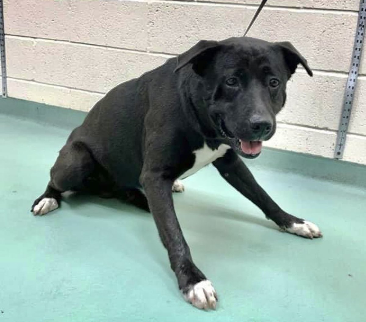 #TN #MEMPHIS
🆘CODE RED Milo 2yo hw+ Owner Surrendered Milo is wondering where the heck his family went-anxious &amp; stressed in his kennel. Desperately needs a kind human 2give him a good home &amp; happy life b4 its 2late! #ADOPT #PLEDGE #RESCUE  #MASA10234 
facebook.com/18216482414803…