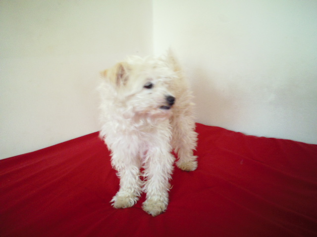 AbsAmMv's tweet photo. Please pass it on Lost dog White Terrier mix female dog She's about 12 pounds With one blind eye Small area on her back right under the curl tail grows brownish yellow hair Please call me if you find her
#lostpet #petsofinstagram #petsagram #LOSTDOG #lost #LostandFound #lostfiles https://t.co/hiJRyJiuo5