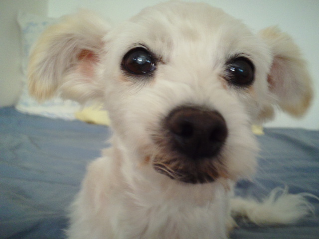 PeterChen's tweet photo. Please pass it on Lost dog White Terrier mix female dog She's about 12 pounds With one blind eye Small area on her back right under the curl tail grows brownish yellow hair Please call me if you find her
#lostpet #petsofinstagram #petsagram #LOSTDOG #lost #LostandFound #lostfiles https://t.co/EOnI8jwYNM