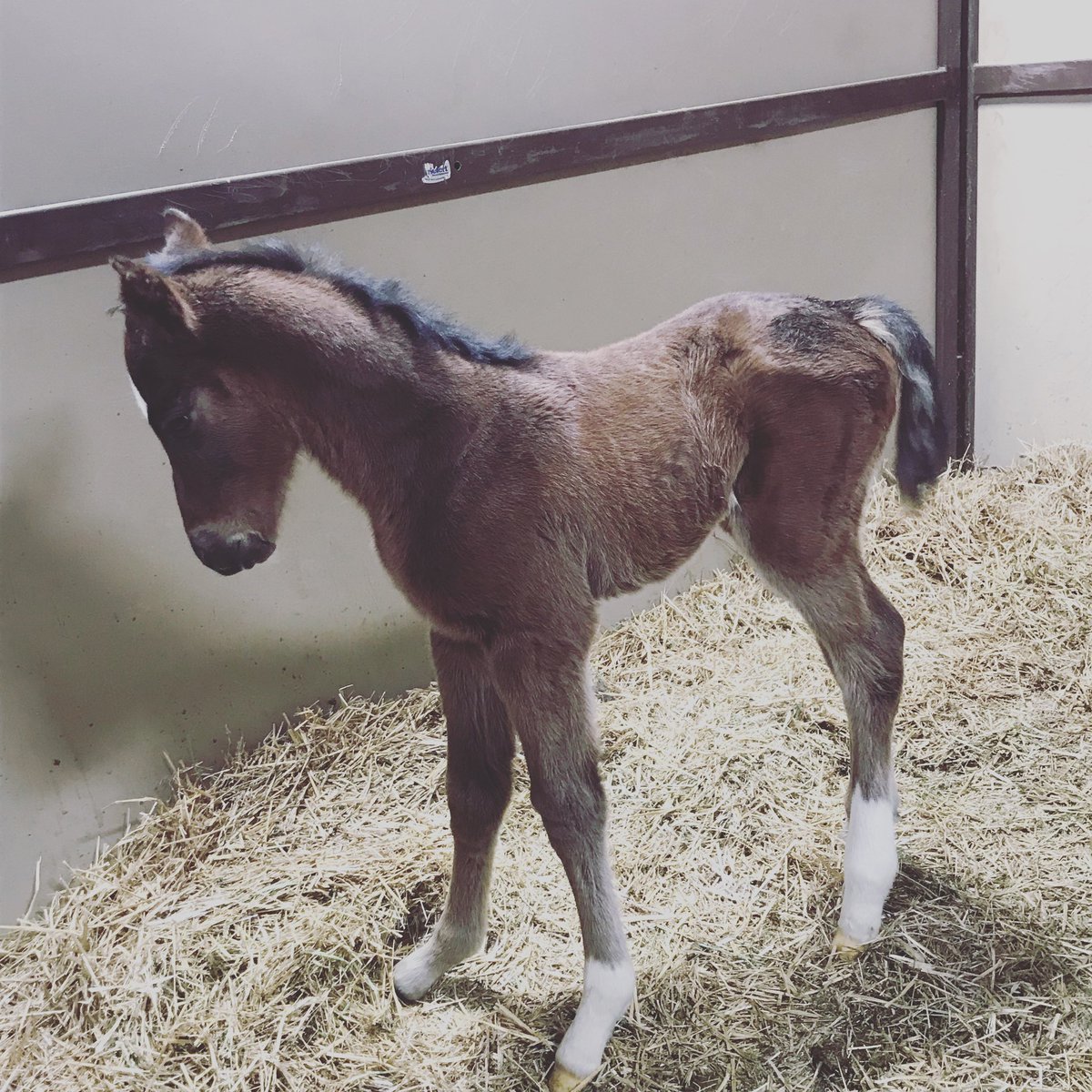 Foaling season will be upon us soon! Looking forward to this years crop! Mares in foal to Blended Citizen, Echotown, Spun to Run, Daredevil and Cairo Prince! Pic Keen Ice filly from last year. #Okbred #foal #sirewatch #dmwrs #HorseRacing #breeding