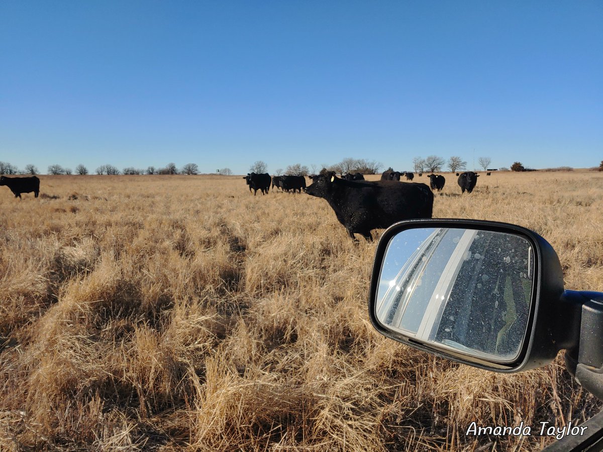 AmandaT1986's tweet photo. ...and I still ended up running around on foot! #ranchworkout https://t.co/X1YD8yHGCn