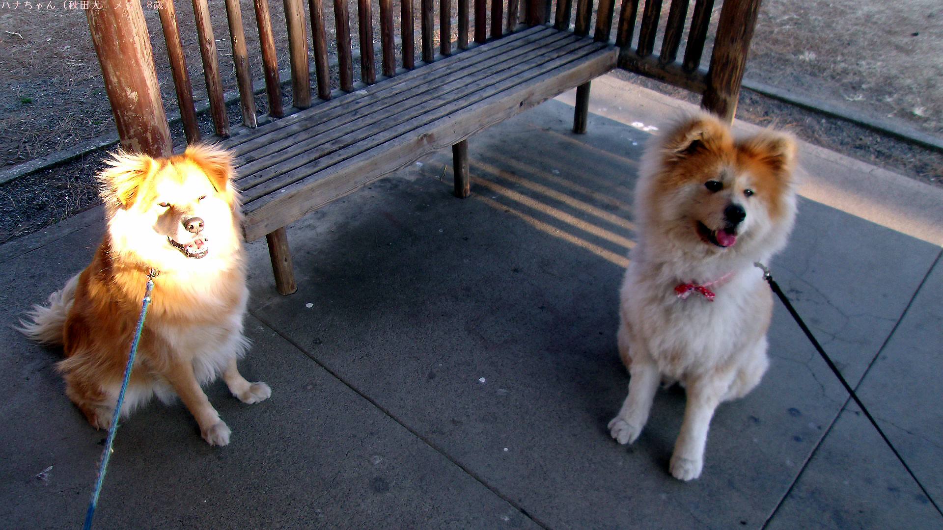 長毛秋田犬 Twitter Search Twitter