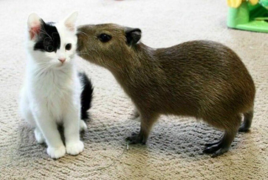 CapybaraCountry's tweet photo. Me and who?? https://t.co/dMdrGs1irM