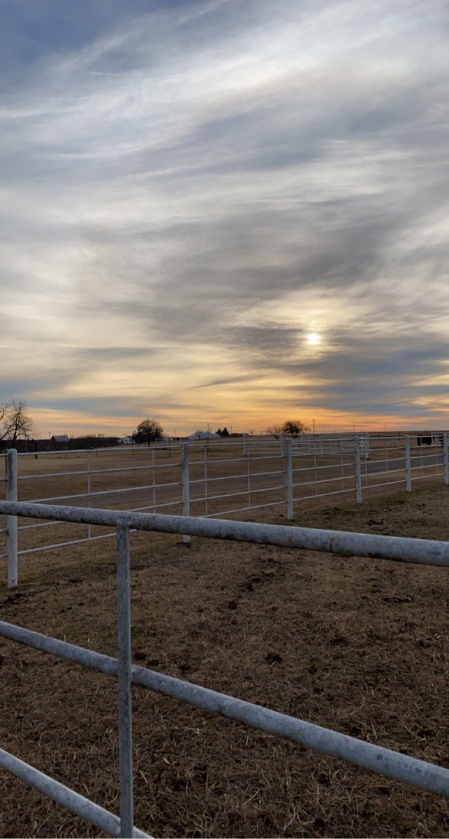 TheDiff25's tweet image. Pretty sunsets and snorty recip cows make the world go round