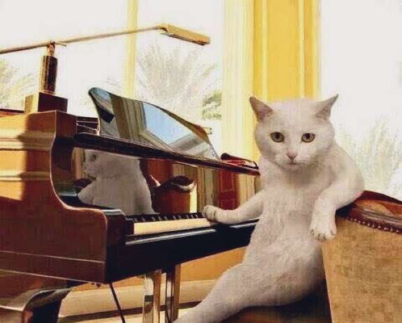 CatMicroFic's tweet photo. “Some Songs Robin Remembers”
🌞🎹🎼

A short work of cat flash micro fiction https://t.co/Xf14cBZ44z