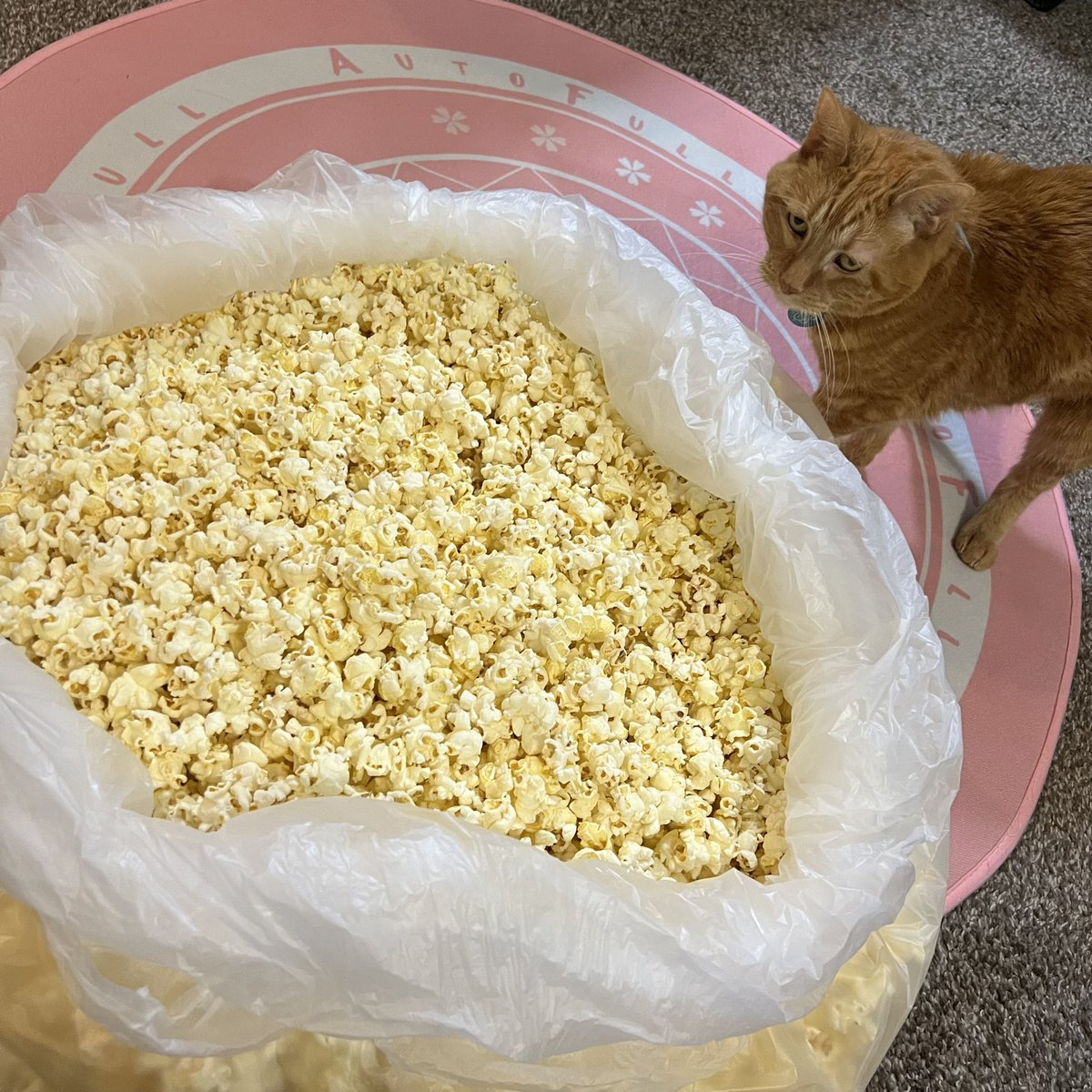 _SweetNonsense's tweet photo. @TectEGG The amount of popcorn I got for this (cat for scale)🤣 #notbraindead Anyway, I hope the move is going well!! https://t.co/GFmecdKL0s