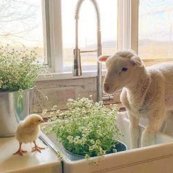 SoftBloks's tweet photo. Hi my fluffy bugs ! ♡︎
Look at the soft baby lambs !! ♡︎
Did yu know that sheep are known to self-medicate when they have some illnesses ? They will eat specific plants when ill that can cure them ! ♡︎ https://t.co/6mtDQPanA7