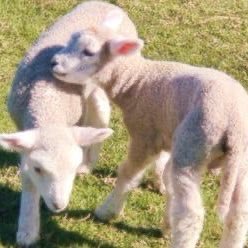 SoftBloks's tweet photo. Hi my fluffy bugs ! ♡︎
Look at the soft baby lambs !! ♡︎
Did yu know that sheep are known to self-medicate when they have some illnesses ? They will eat specific plants when ill that can cure them ! ♡︎ https://t.co/6mtDQPanA7