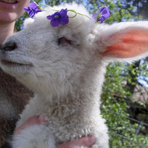 SoftBloks's tweet photo. Hi my fluffy bugs ! ♡︎
Look at the soft baby lambs !! ♡︎
Did yu know that sheep are known to self-medicate when they have some illnesses ? They will eat specific plants when ill that can cure them ! ♡︎ https://t.co/6mtDQPanA7