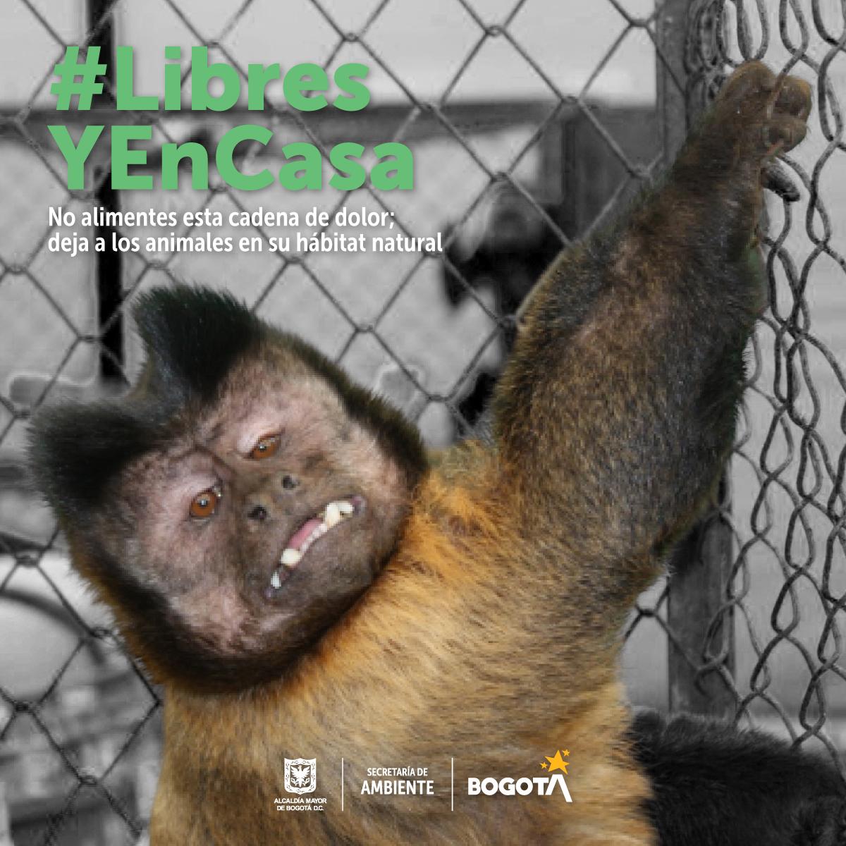 Ambientebogota's tweet photo. Si viajaste a otra región del país y tuviste la oportunidad de observar animales silvestres, no los extraigas de su hogar. Evita cadenas de sufrimiento y regresa a Bogotá dejándolos #LibresYEnCasa. https://t.co/JkQnLX93JX