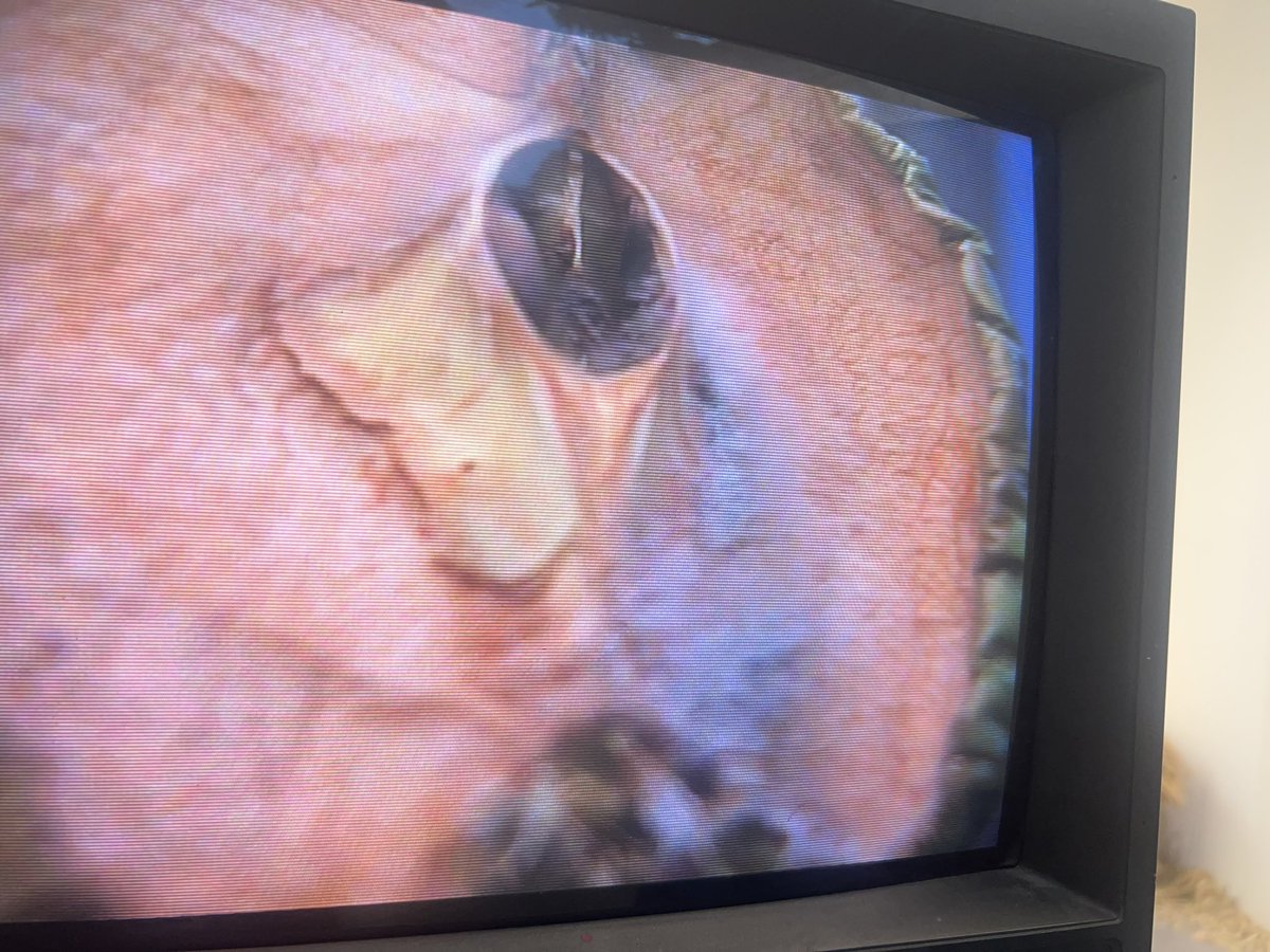 Putrefaction process