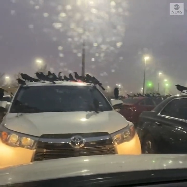 A mall parking lot in Texas resembled a scene straight from a certain