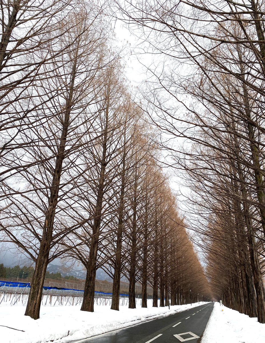 おはようございます⛄️ 今日は少し暖かいですね。 並木も白いコートを脱いだ様です。 良い一日をお過ごしください。