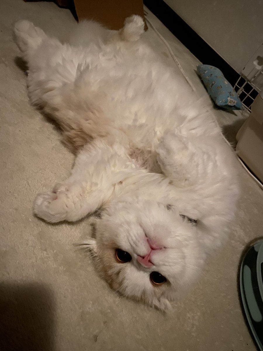 なんか落ちてた🐱