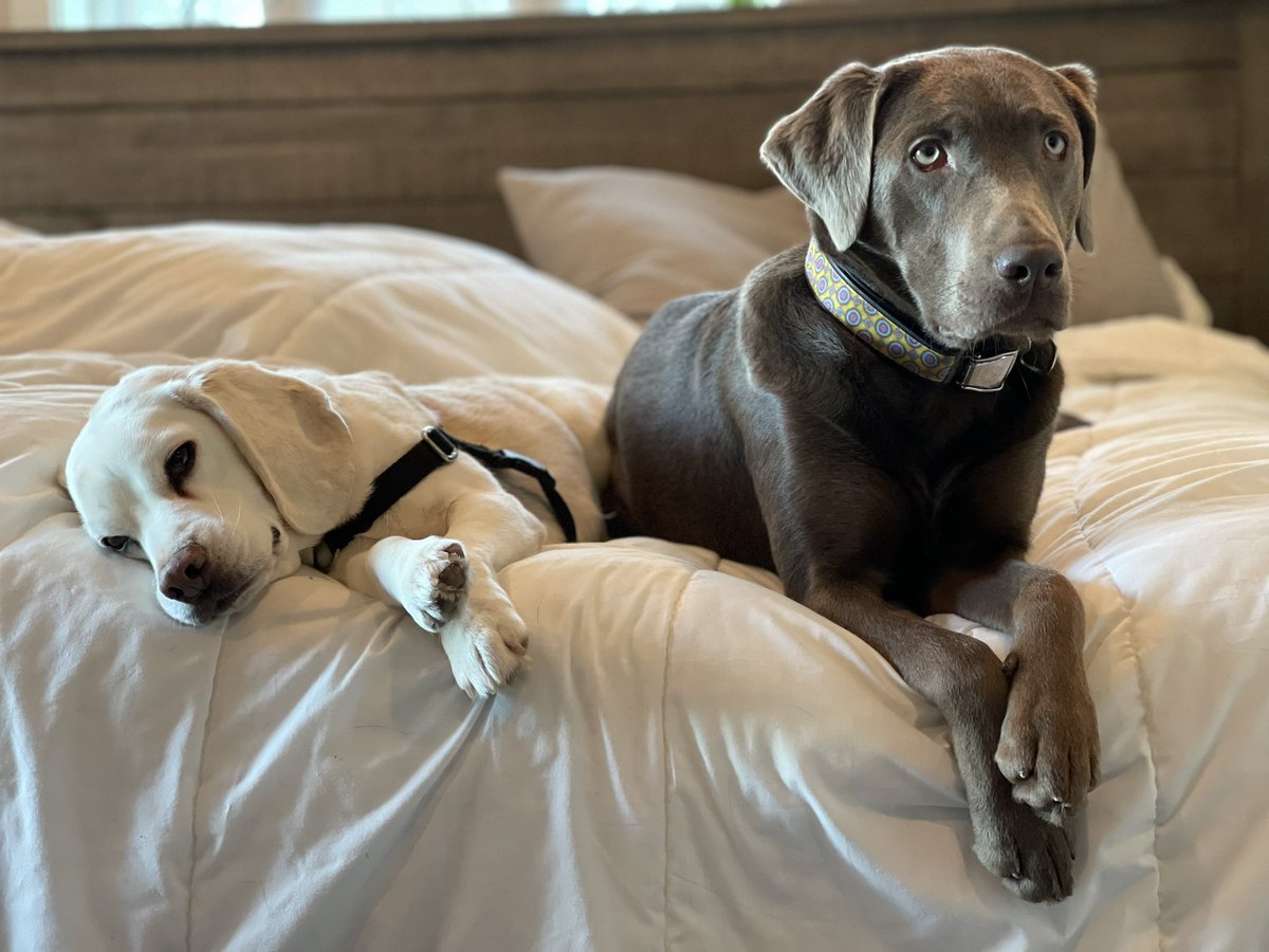 Steelers win and these two celebrate by lounging on the bed.