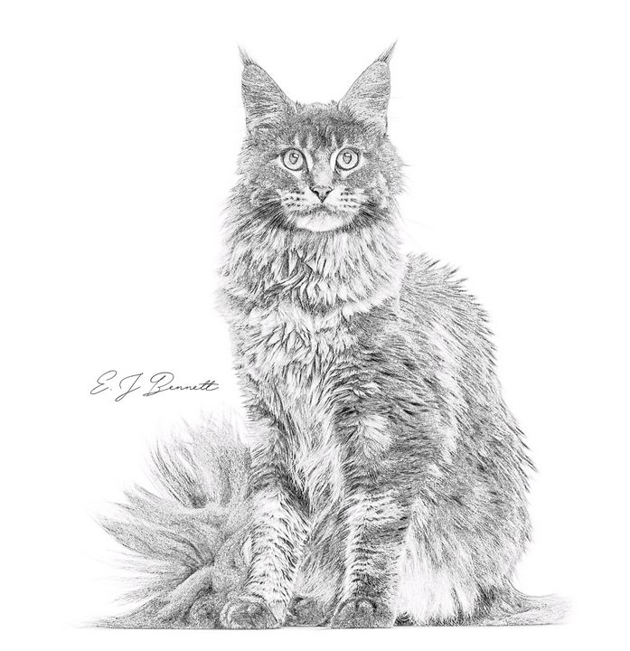 EJBennett123's tweet photo. Featured Art of the Day: "Classic Mainecoon". Buy it at: https://t.co/1HXj320Uyk https://t.co/xRjkLGzQzk