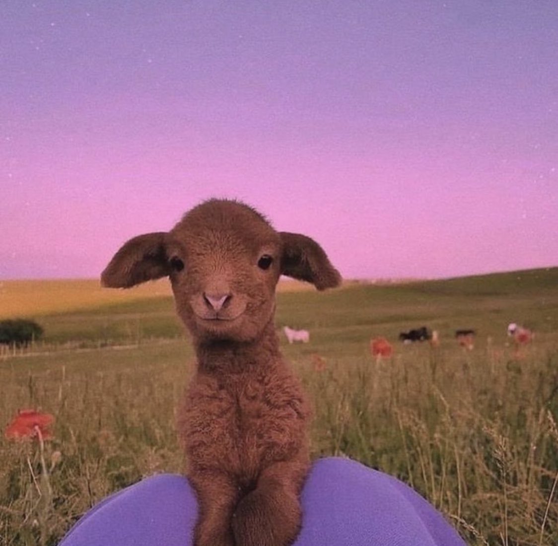if you had a bad day, here’s a pic of a cute goat