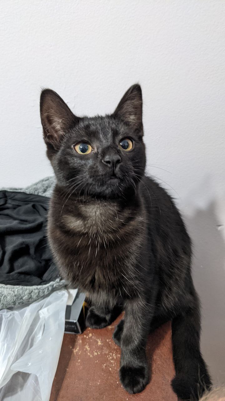 Look at this little face! I can't even XD #catsoftwitter #kittensoftwitter #shadowtabby https://t.co/dSo8hs0QN8