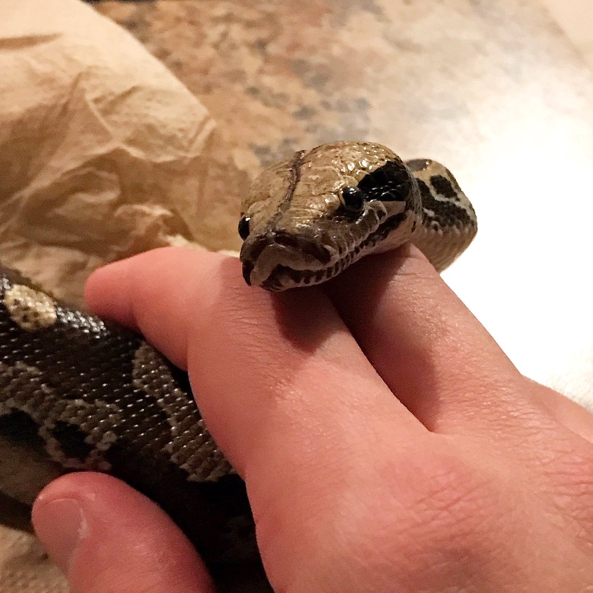 Twilight_Saint's tweet photo. Lookit that lil smile. Sheβs happy as a clamππ
Alecto, my #BorneoShortTailPython. Raised & owned by myself.ππ
#snake #cutesnakes #cutereptiles #shorttailpython https://t.co/GWCnjbze5D