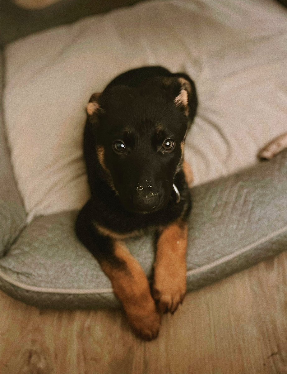 bestgirlrylie's tweet photo. good night Twitter world ❤️ thank you so much for all the kind words &amp; love for my first day here. My tail is wagging so hard! 🐶 #DogsofTwittter #gsd https://t.co/UeWst0GFw3
