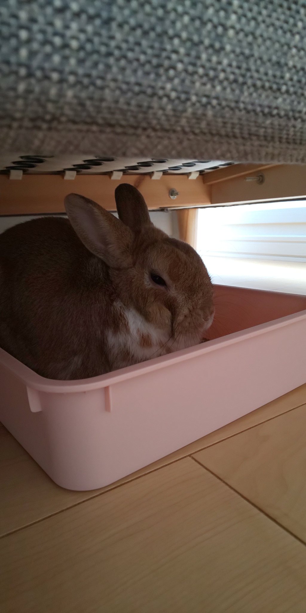 うさぎ病気 Twitter Search Twitter