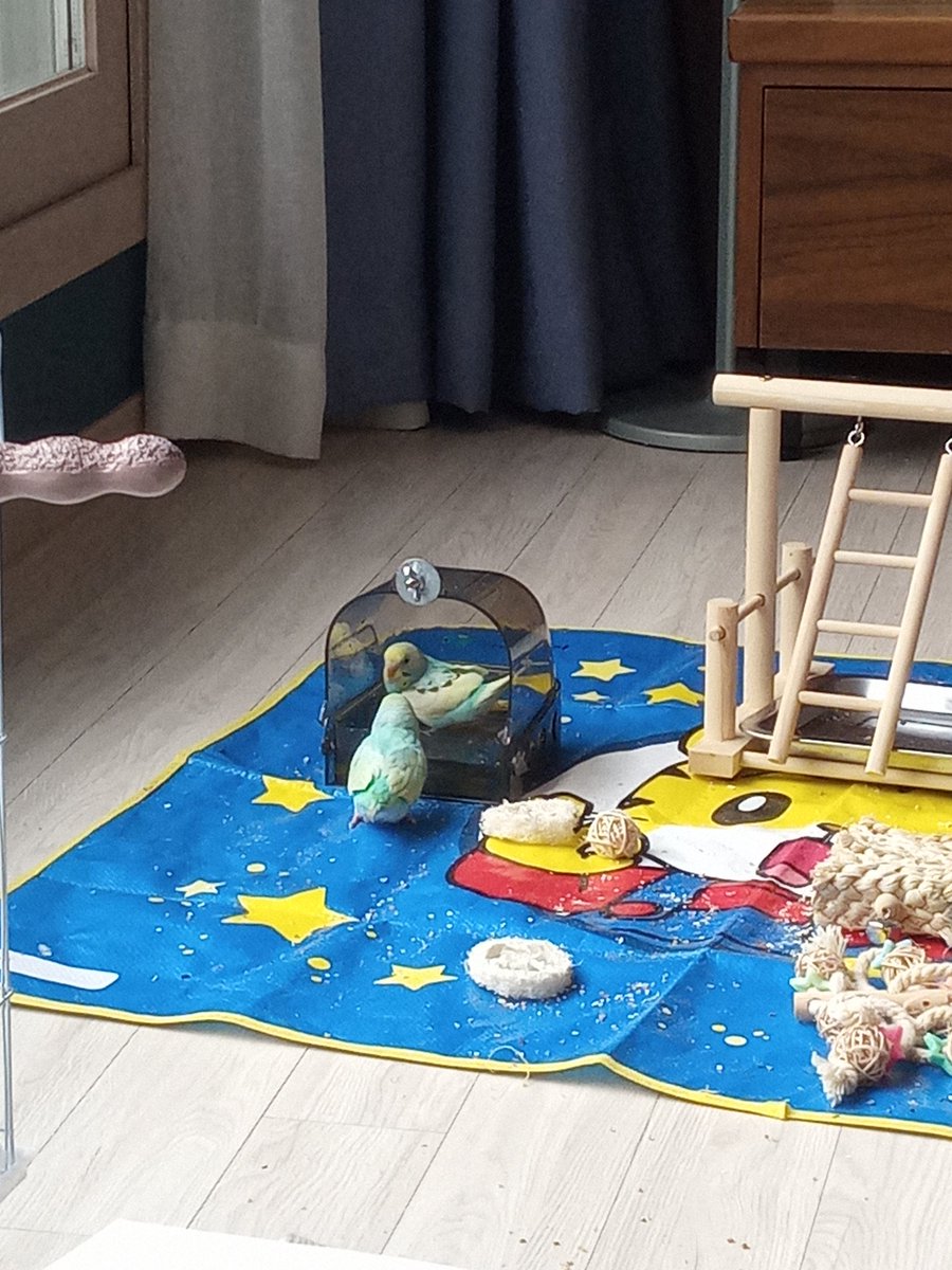 일상2 : 목욕 (초코 -> 민트 순서)