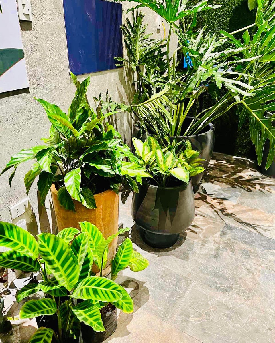 TheMallofAsia's tweet photo. Balcony & Gardens is now open at MOA Square!
Garden design? Quotation? Recommendations? Anything landscape, we can assist you on the spot! ๐ฟ
๐Level 2, MOA Square
#balconyandgardens #MOAStyle https://t.co/Hiyw1xOB6D