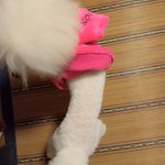 ツイートに含まれる画像