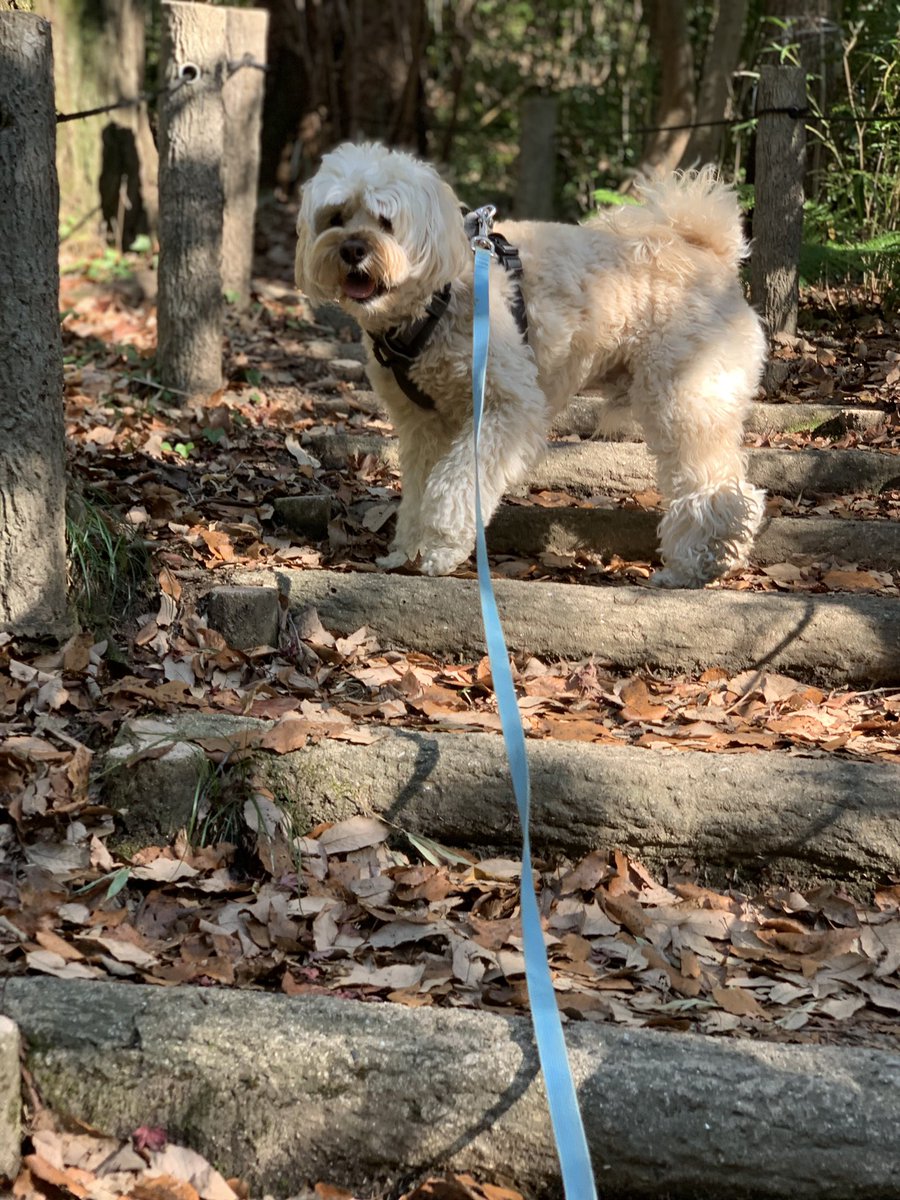 こっちだよー🐕