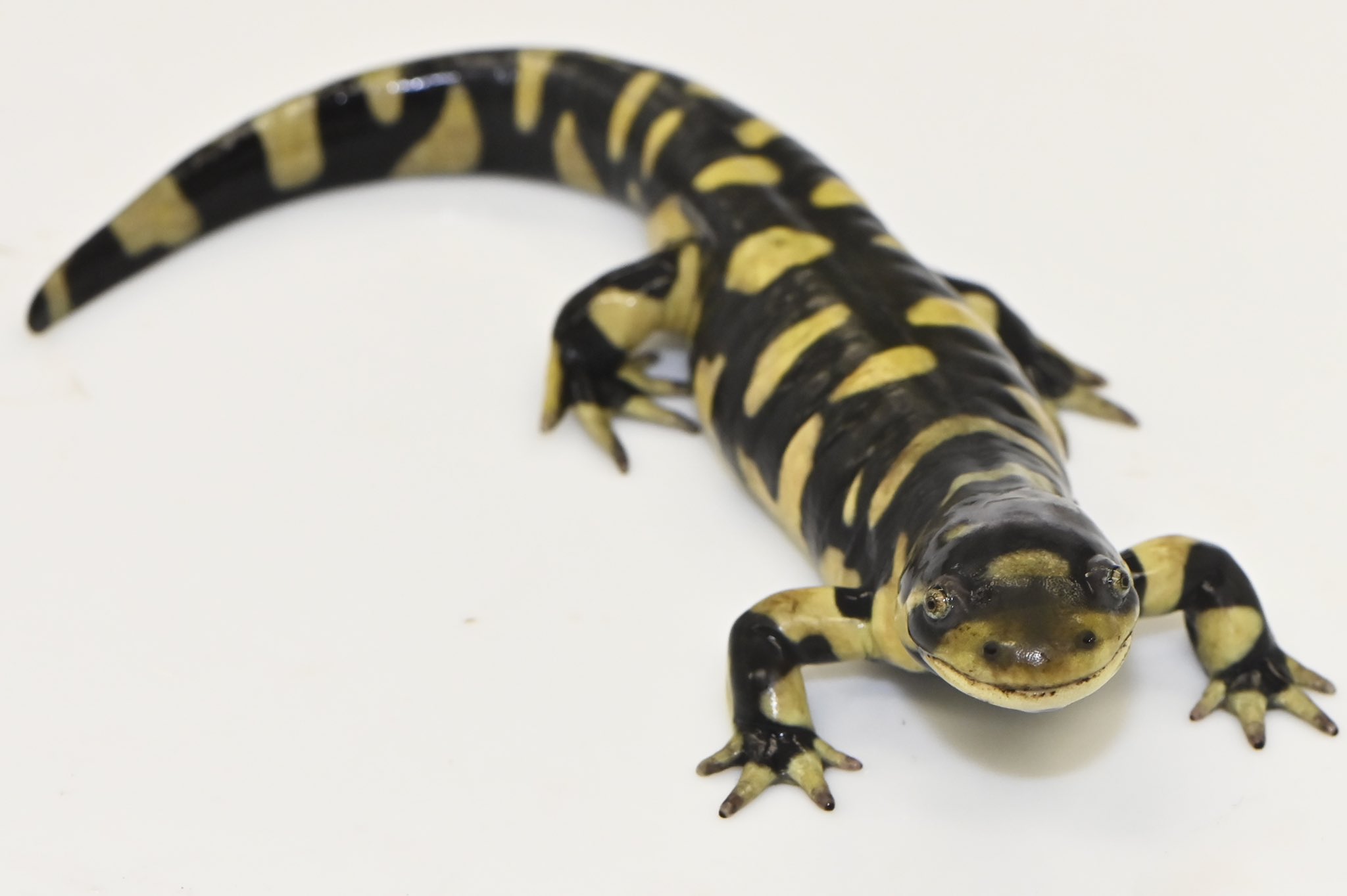 ③オビタイガーサラマンダー 生体 両生類 両生類 トラフ