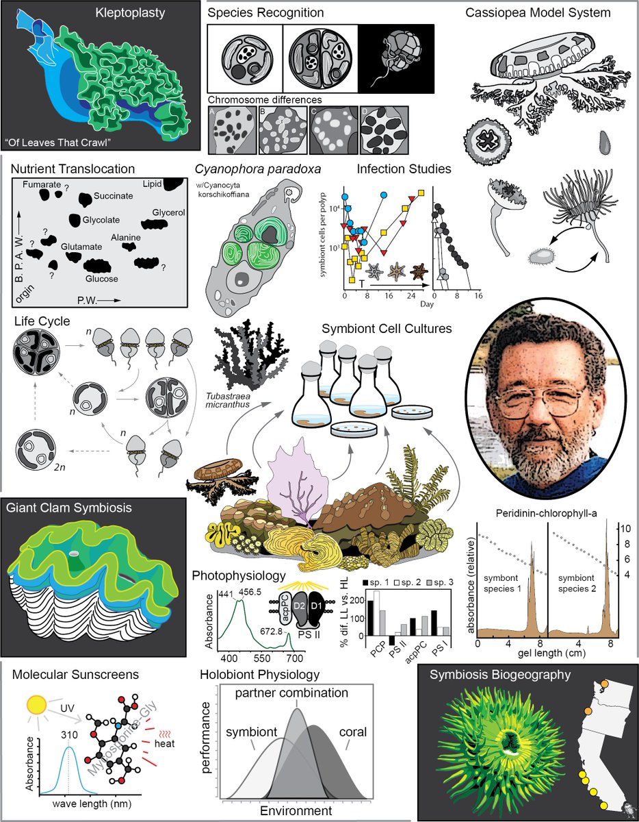 LajeunesseTodd's tweet photo. Robert K. Trench, a Belizean who became a pioneer in symbiosis research. Want to learn more? Please read:
https://t.co/EoAHfYkPY9

#Symbiodiniaceae #sacoglossa #Cyanophora #symbiosis #InternationalSymbiosisSociety
@ICRSCoralReefs https://t.co/JZilCB60wC
