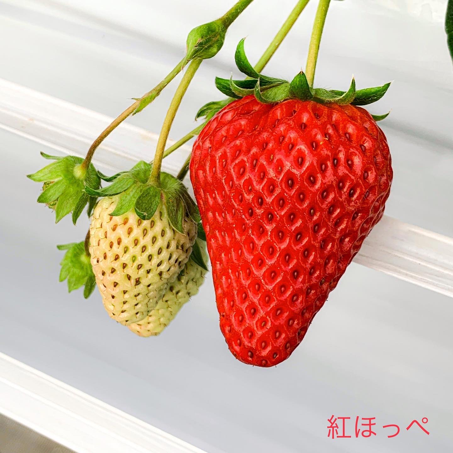軽井沢高原いちご 対象プラン アソビュー でご予約いただける 軽井沢ガーデンファームの全てのいちご狩りプランに適用いただけます 摘み取り収穫体験コースは マスク着用のまま お客様にていちごを摘み取っていただくプランですので コロナ禍 軽井沢高原いちご 対象プラン アソビュー でご予約いただける 軽井沢ガーデンファームの全てのいちご狩りプランに適用いただけます 摘み取り収穫体験コースは マスク着用のまま お客様にていちごを摘み取っていただくプランですので コロナ禍