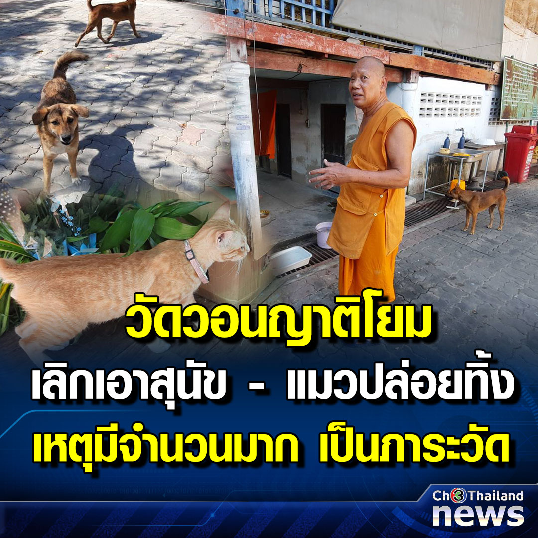 Krobkruakao3's tweet image. วัดบางกร่างวอนญาติโยม หยุดเอาสุนัข - แมวปล่อยวัด เหตุมีจำนวนมาก วัดดูแลไม่ไหว
.
อ่านข่าวต่อ : ch3plus.com/news/program/2…
.
#Ch3ThailandNews #Ch3Plus #ข่าวช่อง3