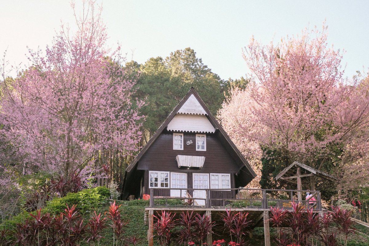 antjourney's tweet photo. 🌸🌸🌸 เที่ยวไทยฟิลญี่ปุ่น ที่สถานีวิจัยต้นน้ำขุนสถาน จ.น่าน ที่นี่มีลานกางเต็นท์ บ้านพักด้วย ค่าบำรุง 100-1,500 บาท (ภาพ 8/1/65) @Review_Thailand #ReviewThailand #ขุนสถาน #น่าน #AmazingThailand #พญาเสือโคร่ง https://t.co/nrjtQ2zqpZ