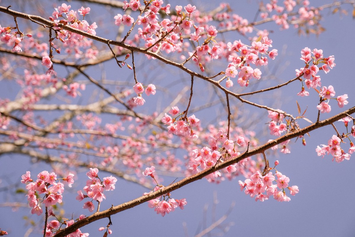 antjourney's tweet photo. 🌸🌸🌸 เที่ยวไทยฟิลญี่ปุ่น ที่สถานีวิจัยต้นน้ำขุนสถาน จ.น่าน ที่นี่มีลานกางเต็นท์ บ้านพักด้วย ค่าบำรุง 100-1,500 บาท (ภาพ 8/1/65) @Review_Thailand #ReviewThailand #ขุนสถาน #น่าน #AmazingThailand #พญาเสือโคร่ง https://t.co/nrjtQ2zqpZ