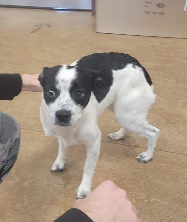 KTVN's tweet photo. CAN YOU HELP?
A local woman is looking for her dog who ran away with the leash still on. The dog's name is Snoopy. She has been missing since Thursday and was last seen behind the Sun Villa Estates. If you see Snoopy, please call or email our newsroom. Thanks for your help! https://t.co/AjCzjGK0JF