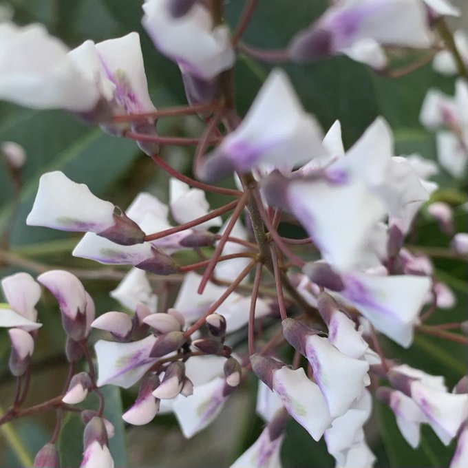 おはようございます٩ ۶ 花の便り オーストラリア原産のつる性植物で 胡蝶ランを小さくした様な愛嬌のある花が 連なるように穂になって多数咲き誇ります Pinqueue