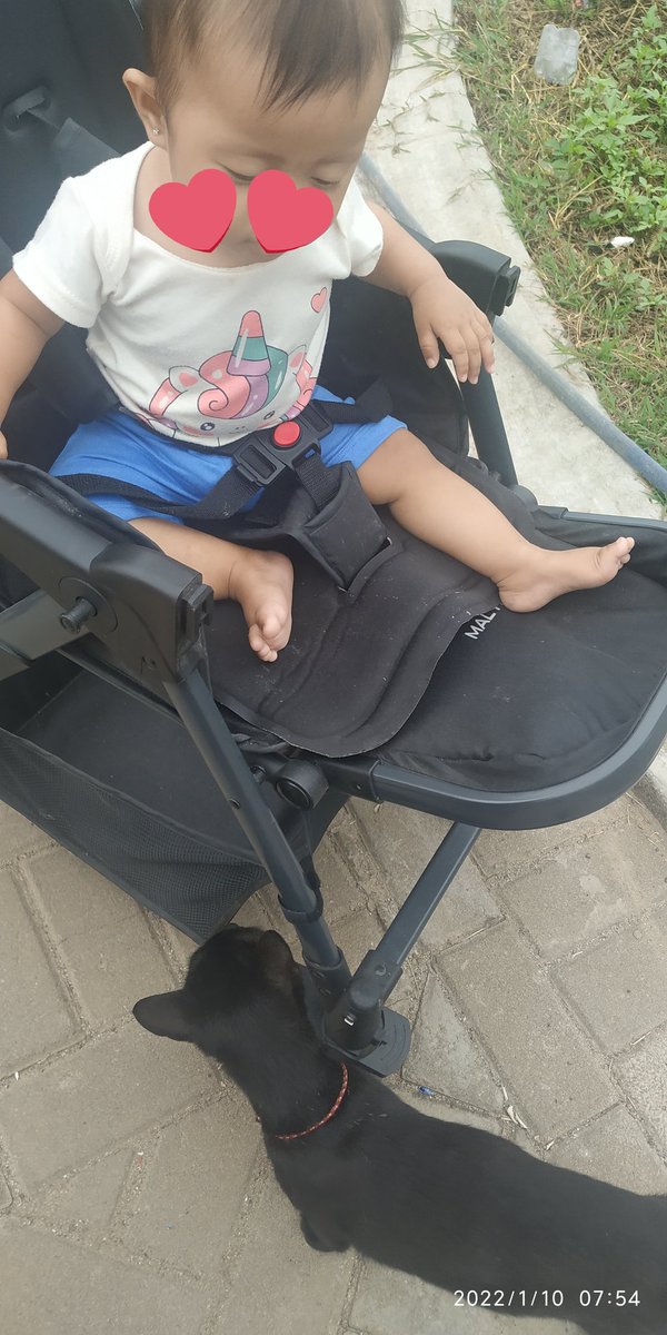 balta_schwarz's tweet photo. Kucing tetangga mirip banget sama balta 😭 chan2 seneng bgt ketemu sama dia, terus pas pulang chan2nya nangis masih mau main sama kucing nya 😖 https://t.co/WpAhdbW4ZH