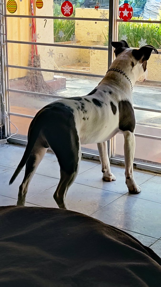 daniellgr's tweet photo. @ERIFERCA te vuelvo a molestar compartiendo? , seguimos sin encontrar hogar para esta cruza de Stanfford ya está castrado y desparasitado m��s info por DM estamos en CDMX https://t.co/2gn1EcUggs